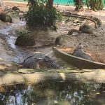 Tmn Buaya1